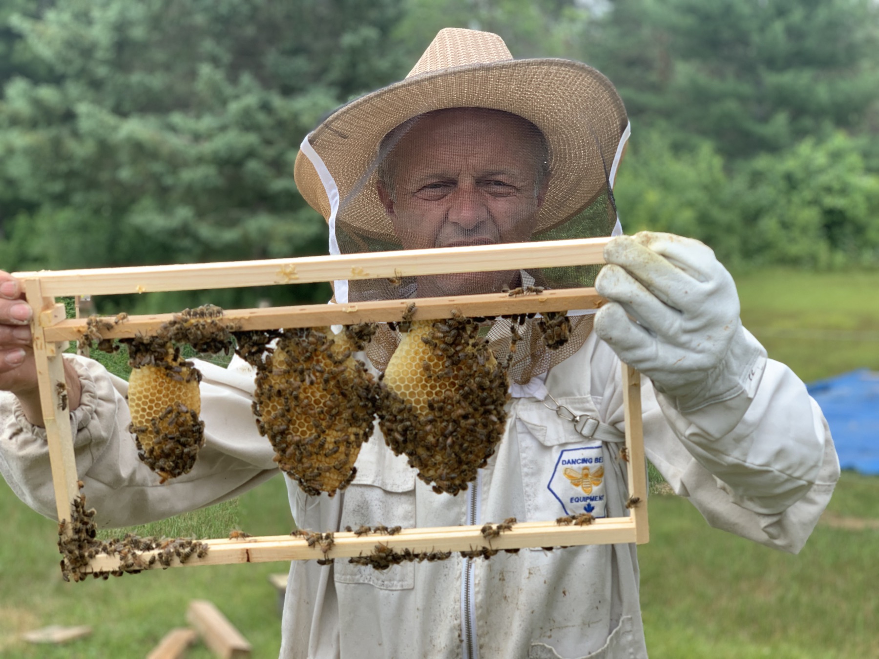 Beekeeper inspecting a frame of fresh comb at Lucarz Apiary