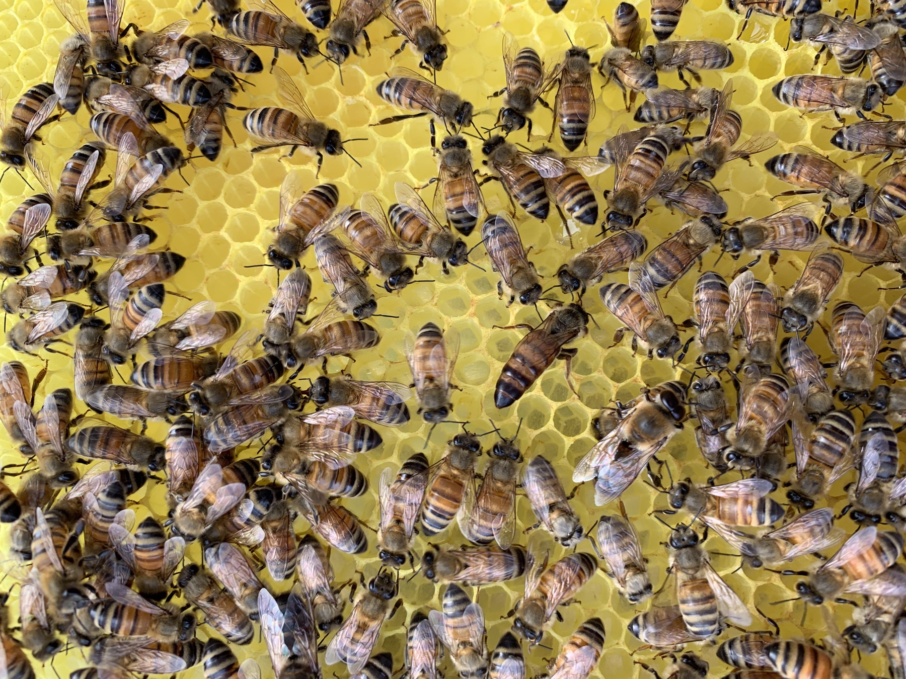 Bees on golden honeycomb